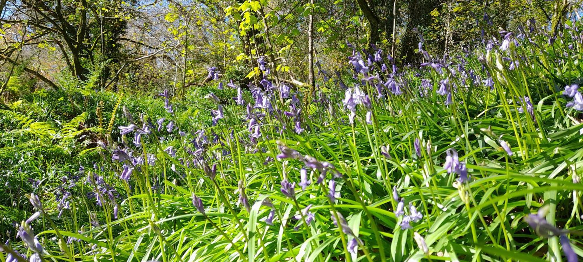 Saint Teath Wisteria Barn, Trewethen, St Teath, Nr Port Isaacヴィラ エクステリア 写真